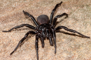 Funnel-Web Spider Control in Your Garden
