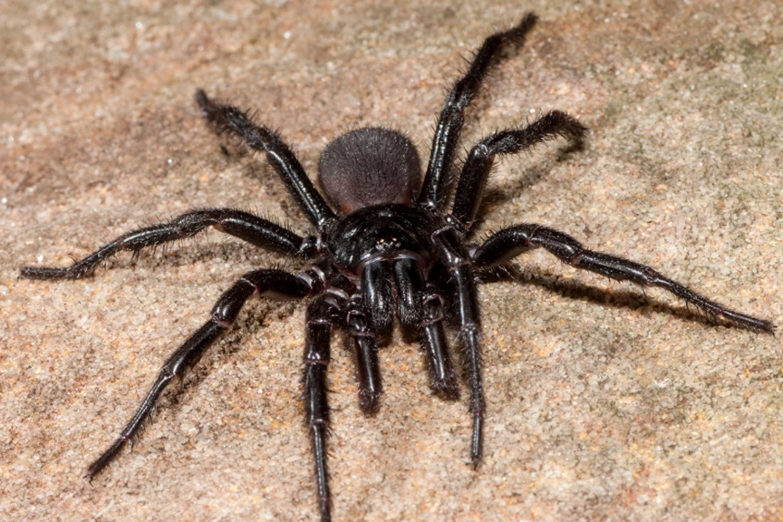 Why funnel-web spiders are so dangerous to people