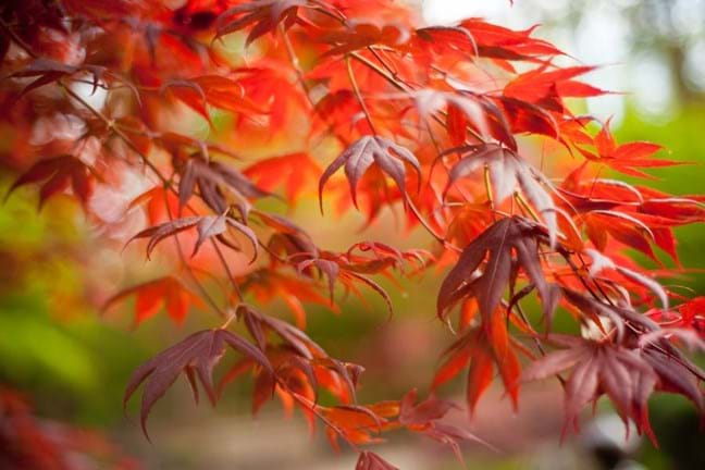 Japanese maple leaves turning red-orange in autumn