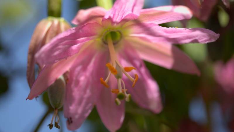 close- up of a Banana Passionfruit (passiflora mollissima) with soft pink petals, flower hanging down