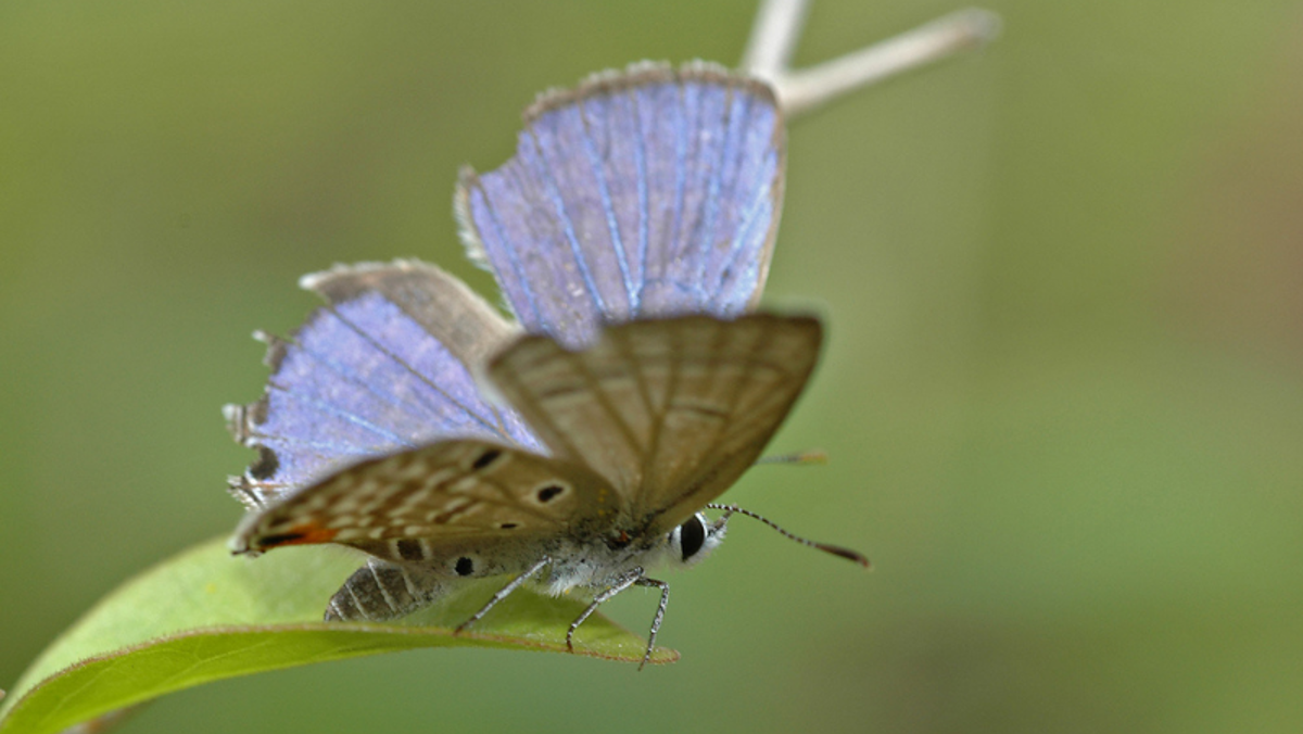 What Are Cycad Blue Butterflies How To Control Them In Your Garden Yates