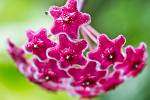 bright pink hoya flowers