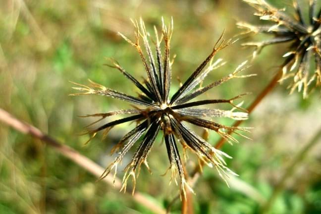 close-up of bidens pilosa (farmers friends, pitchforks, cobbler's pegs) seed head with about 50 individual seeds in a fireworks shape