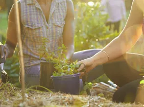 Potting & Propagation