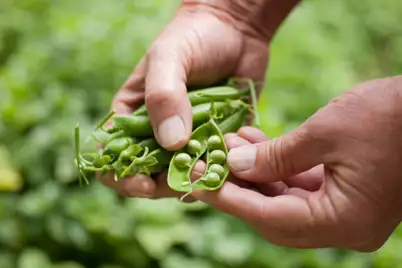 Peas