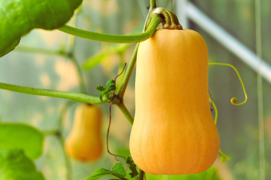 Butternut pumpkin growing along a trellis