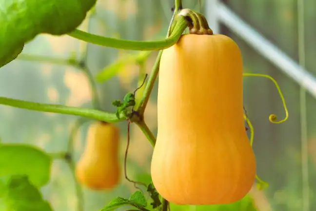Butternut pumpkin growing along a trellis