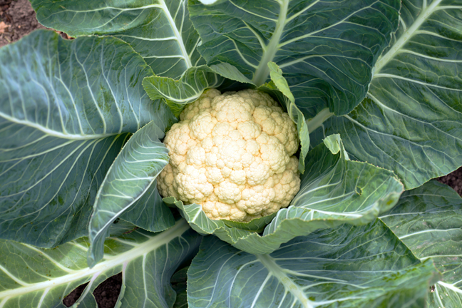 maturing head of white cauliflower on the plant