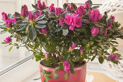 Azalea