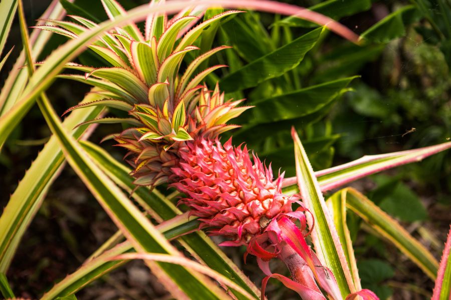 Red Pineapple