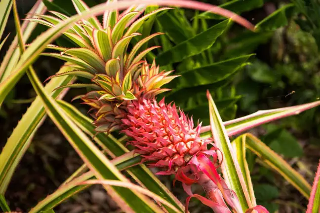 Red Pineapple