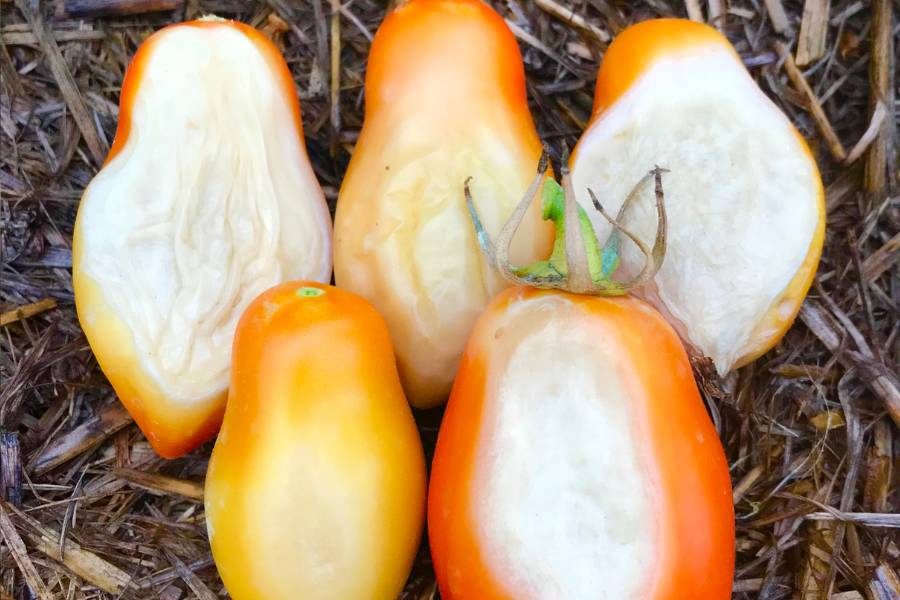 Tomato fruit suffering from sunburn