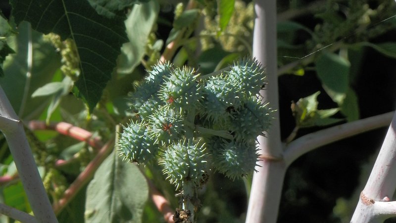Castor Oil Plant fruit