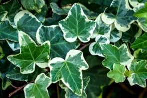 How to Grow Ivy