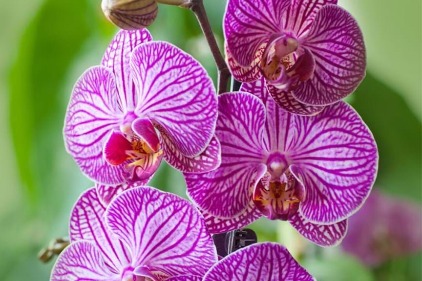 Moth Orchids