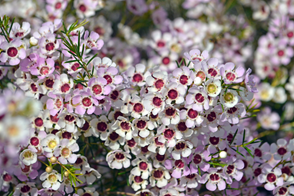 Top 5 Australian Native Plants To Add To Your Garden  