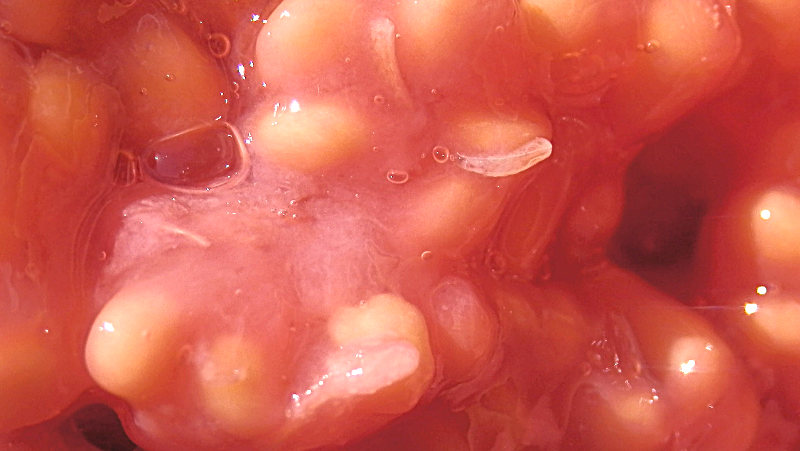 Fruit Fly Maggot Elise Dando (1)