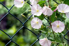 Convolvulus 3