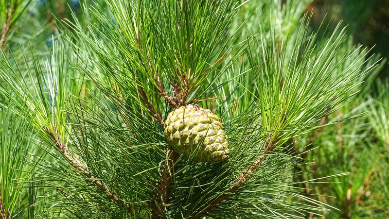 Image above: Radiata or Monterey Pine (Pinus radiata)