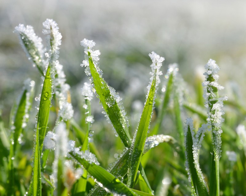 Winter Lawn Care Tips