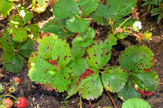Strawberry plant infected with leaf spot disease