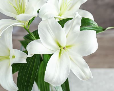 How to grow Lilies