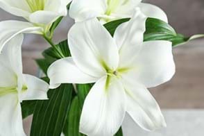 How to Grow Lily