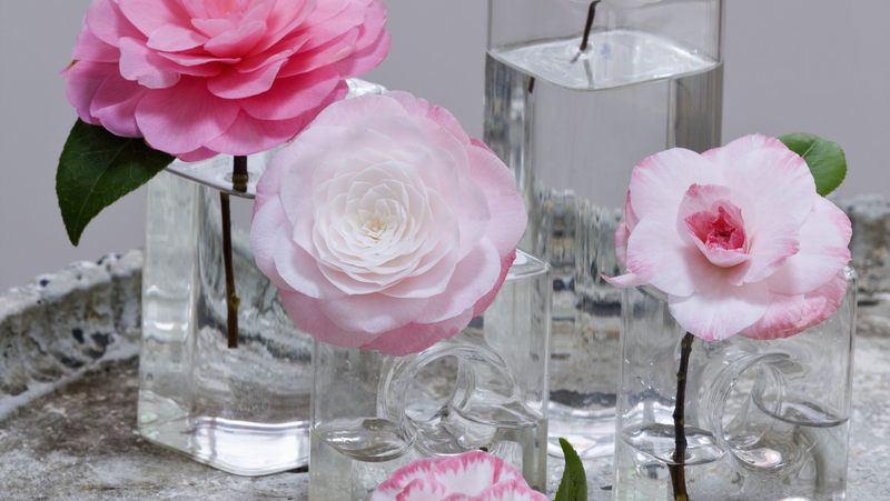 Camellia Vase Cut Flowers