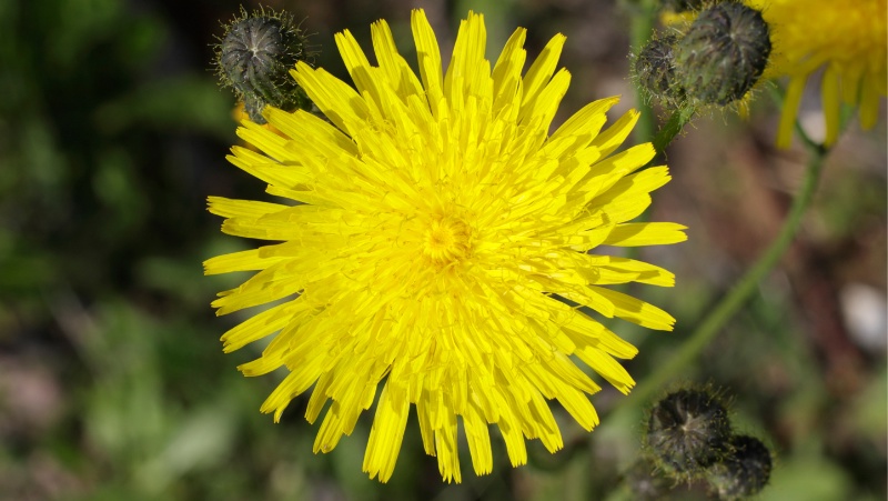 Close up of a Common Sowthistle (Sonchus oleraceus) Flower triple petalled daisy like flower bright yellow with flower buds either side