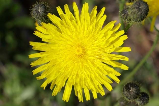 Close up of a Common Sowthistle (Sonchus oleraceus) Flower triple petalled daisy like flower bright yellow with flower buds either side