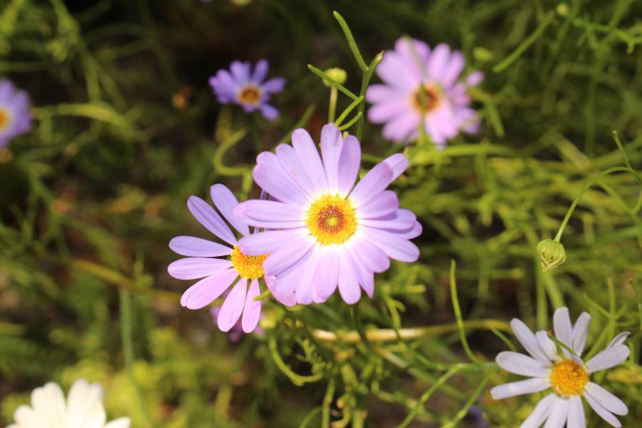 Close up of brachyscome flowers
