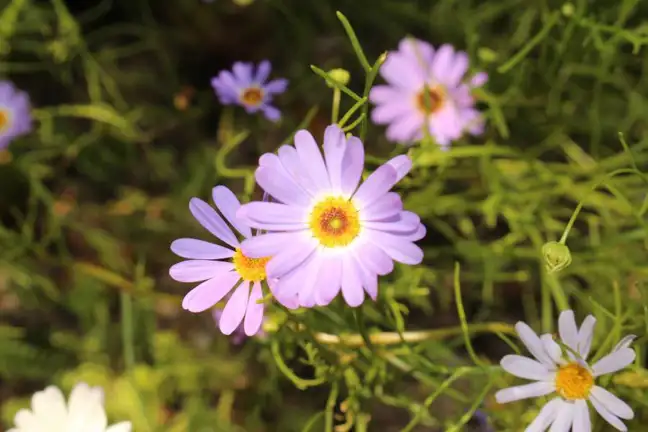 Close up of brachyscome flowers