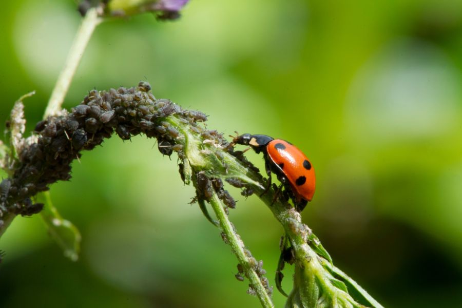 Ladybird feeding on aphids