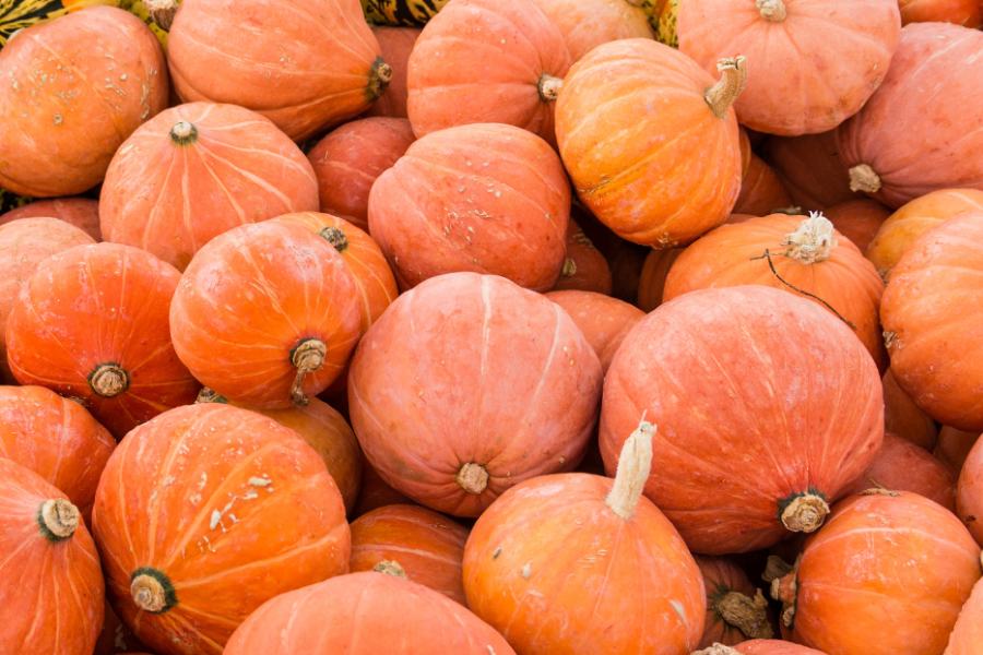 Golden Nugget pumpkin