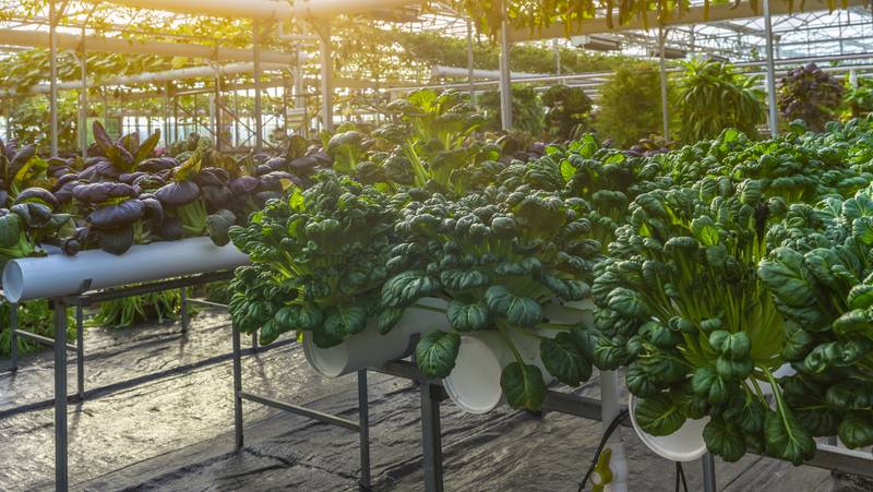 Image above: Hydroponics system growing leafy greens