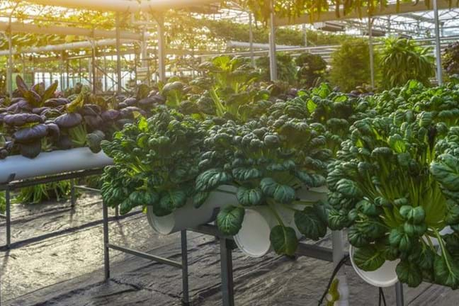 Image above: Hydroponics system growing leafy greens