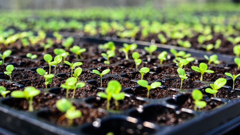 Seedlings First Leaves 800451Px
