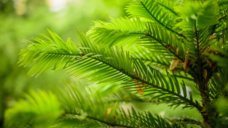Image above: Wollemi Pine (Wollemia nobilis)