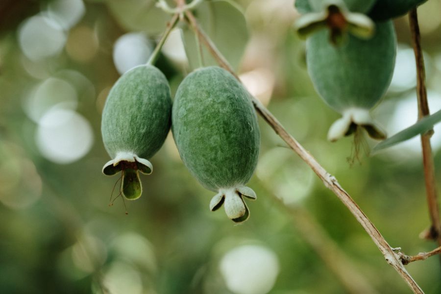 Feijoa fruit developing on the tree