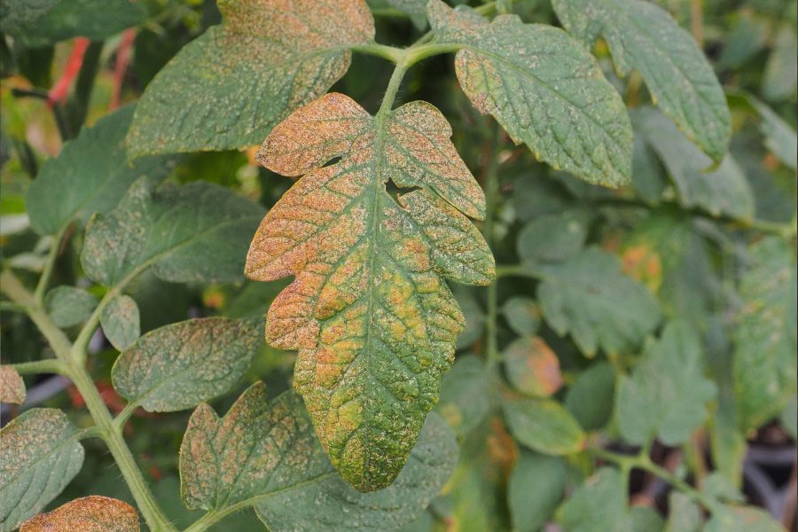 Close up of the damage caused by Thrips on a Tomato leaf