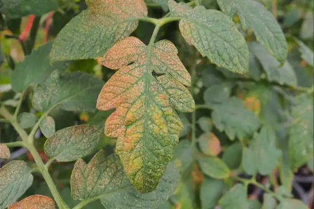 Close up of the damage caused by Thrips on a Tomato leaf