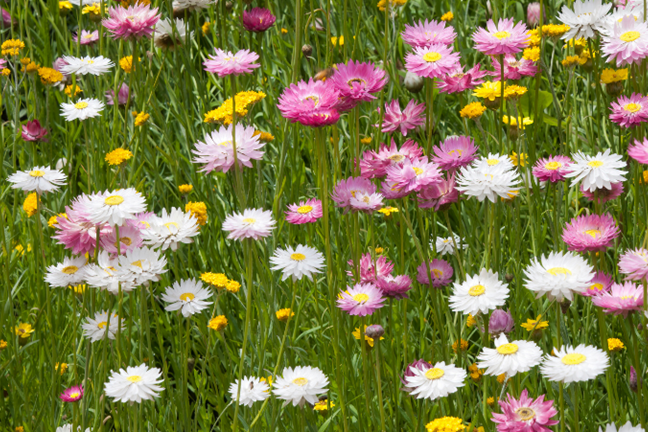 Daisies Wildflowers (1)