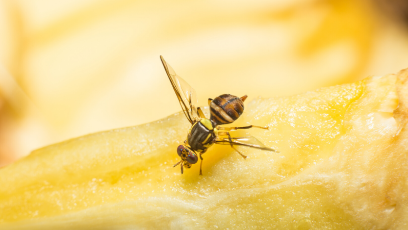 Fruit Fly 2