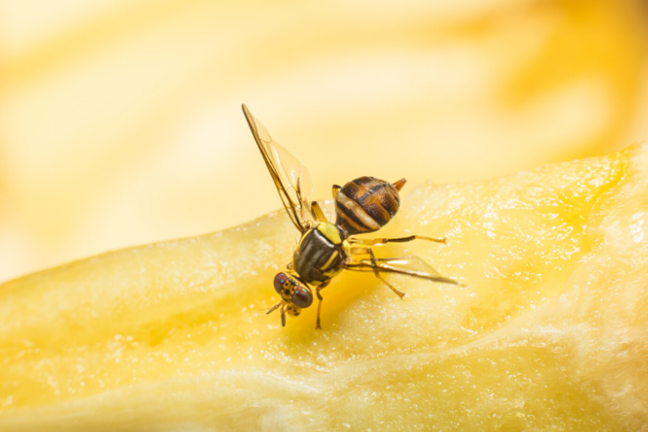 How to Get Rid of Fruit Fly in a Garden