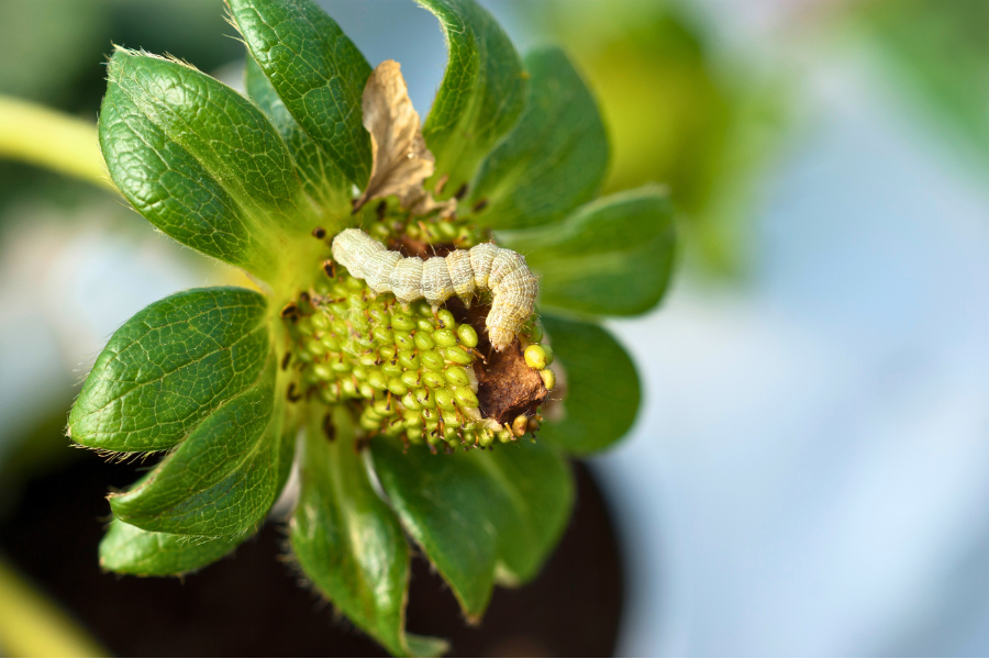 Caterpillar feeding on an unripe strawberry fruit