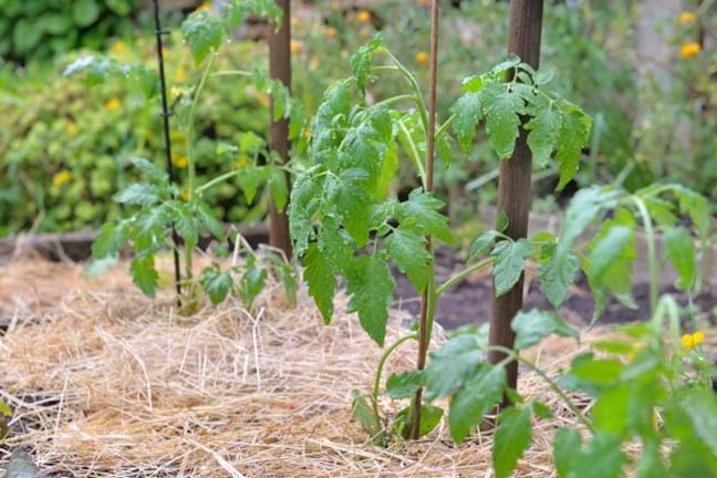 Tomato plants in garden beds mulched with with a layer sugar cane mulch