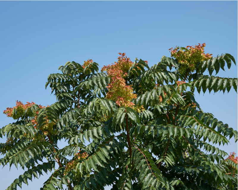 How to Get Rid of Tree of Heaven in Your Garden Yates Australia