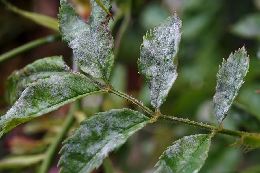 Powdery Mildew on Rose leaves