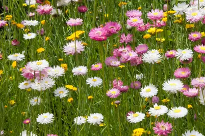 Create Your Own Australian Native Wildflower Meadow