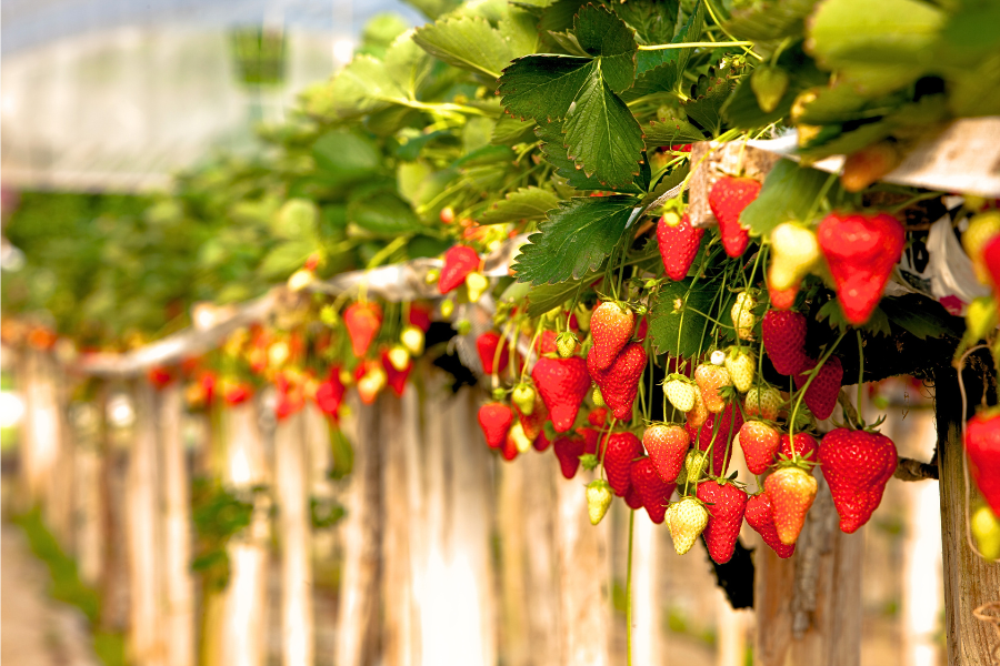 strawberry plants heavy with ripening fruit in a hydroponics setup